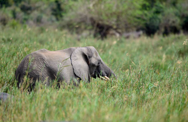 African elephant stock photo