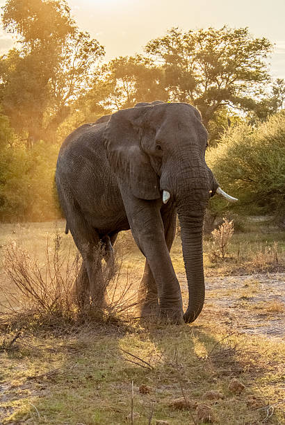 African elephant stock photo