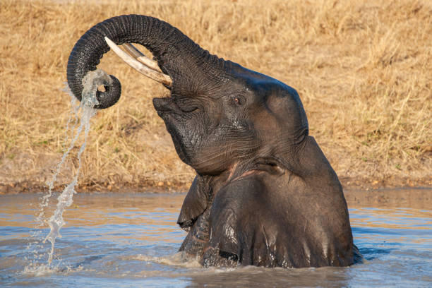 African Elephant Playing in Water stock photo