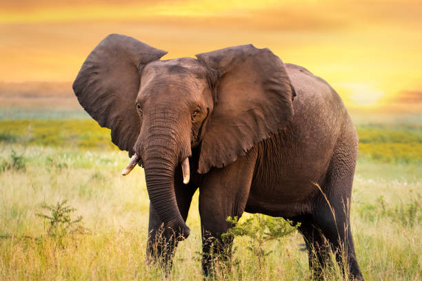 African elephant standing in grassland at sunset. Close up full length portrait of African elephant standing in savanna grassland at sunset. elephant stock pictures, royalty-free photos & images