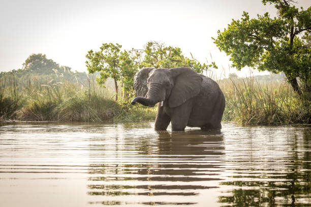 African elephant standing in water stock photo