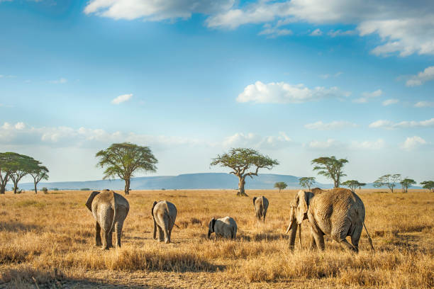 African Elephants in the plains of Serengeti, Tanzania 'A small group of African Elephants in different ages is moving in the plains of Serengeti.Location: Serengeti National Park, Tanzania. Shot in wildlife.' safari animals stock pictures, royalty-free photos & images