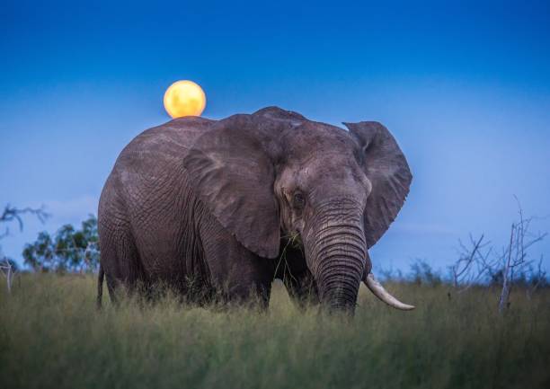 African elephants under full moon at the savvanah at Hlane Royal National Park, Swaziland stock photo