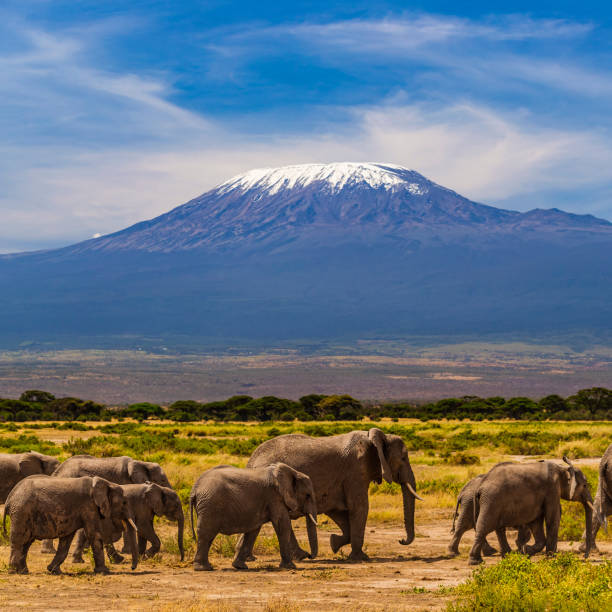 African elephants walking in the Savannah, Mount Kilimanjaro on the background stock photo
