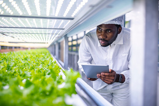 African agriculture researcher observing the development of plant crops in a vertical farming facility.
