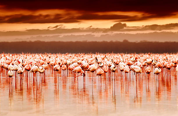 African flamingos on sunset stock photo