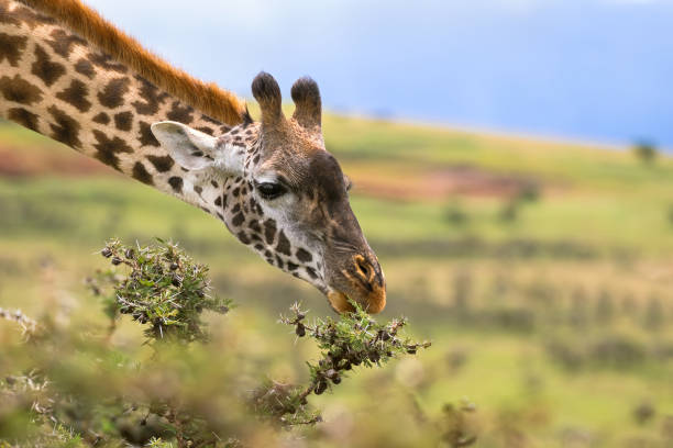 African giraffe feeding on Acacia whistling thorn at the rim of Ngorongoro Crater, Tanzania, Africa stock photo