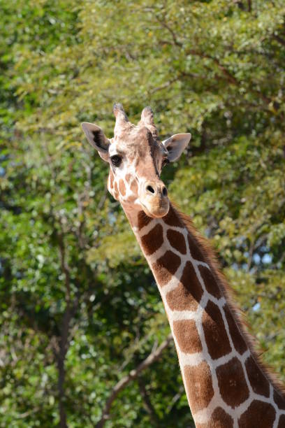 African giraffe with long neck in Tanzania, Africa stock photo