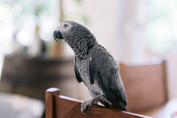 African grey parrot stock photo