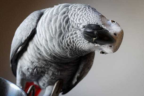 African Grey Parrot Tilting its Head stock photo