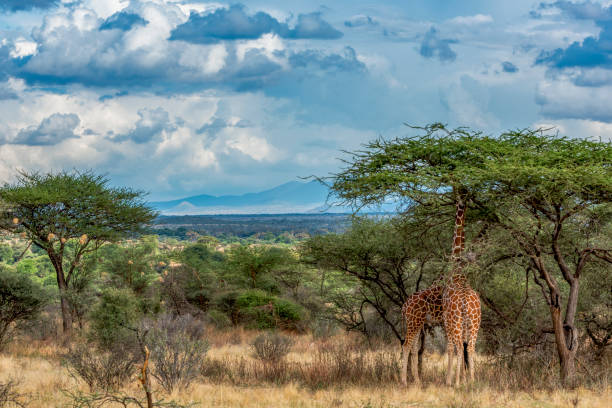 African Landscape - Samburu National Reserve, Kenya, Africa. stock photo