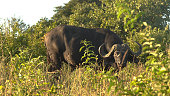 African landscape. Wildebeest standing on savannah