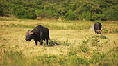 African landscape. Wildebeests standing on savannah