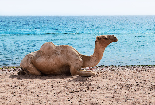 Sweet face of Dromedary camel closeup