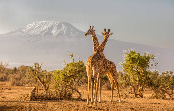 African landscape with giraffes and Kiimanjaro, Selenkay, Amboseli, Kenya stock photo