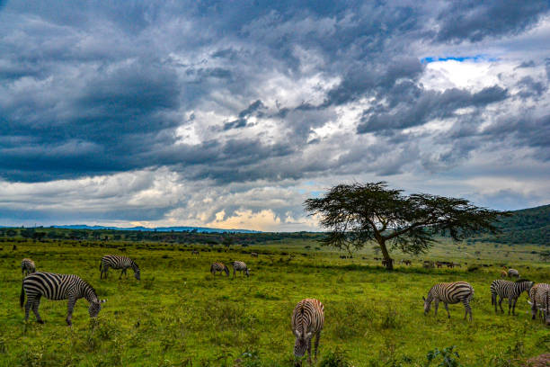 African Landscapes African Wilderness lake nakuru national park stock pictures, royalty-free photos & images