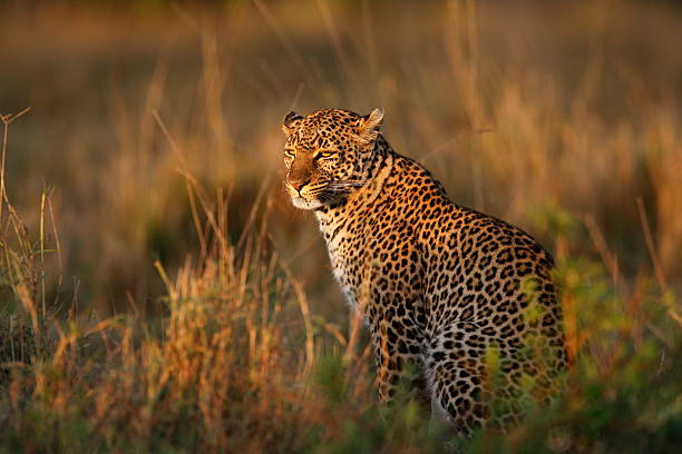 African Leopard stock photo
