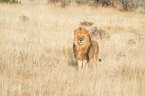 African Lion at Etosha National Park in Kunene Region, Namibia