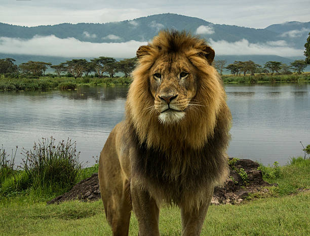 African lion at lake in Serengeti stock photo