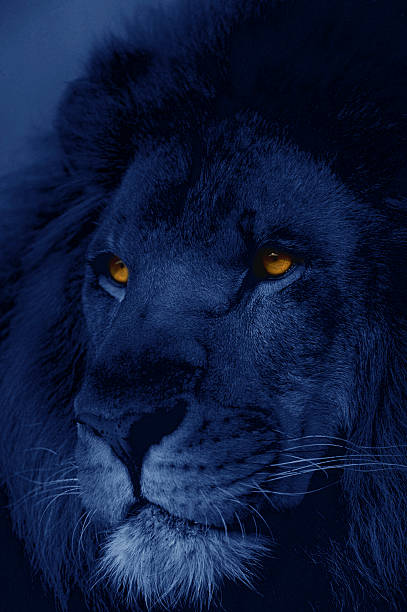 African lion at night stock photo