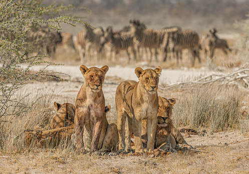 African Lions ready for a hunt, Panthera leo, Etosha Pan National Park, Namibia, Carnivora, Felidae. Zebras in the backround but not what they are interested.