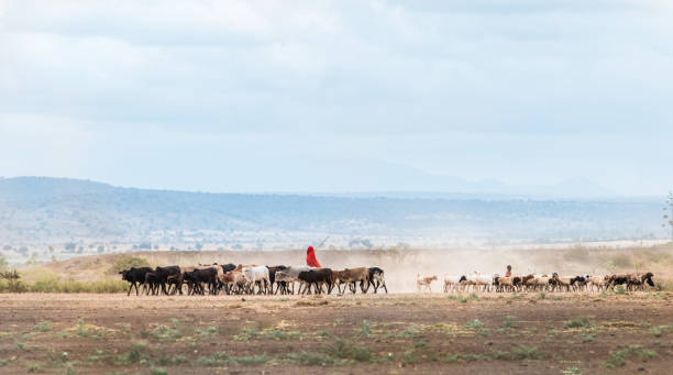 African Maasai Cow Herder stock photo