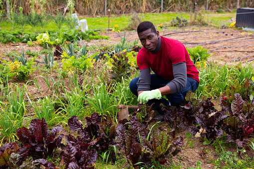 African Man Cultivating Vegetables In Kitchen Garden Stock Photo Download Image Now Istock