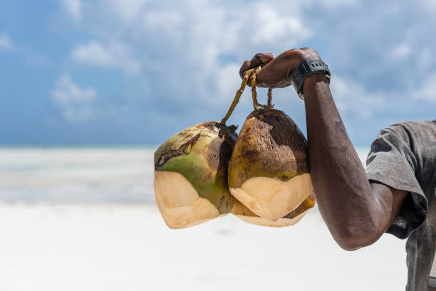 African man holds fresh coconuts for tourist on the sand beach, Zanzibar, Tanzania, close up of Zanzibar island, Tanzania, East Africa African man holds fresh coconuts for tourist on the sand beach, Zanzibar, Tanzania, close up of Zanzibar island, Tanzania, East Africa, close up tanzania photos stock pictures, royalty-free photos & images