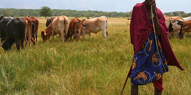 African Masai Cow Herder stock photo