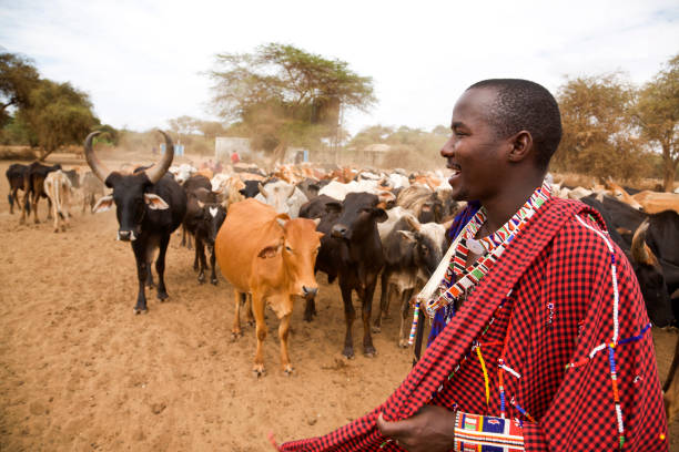African Masai Man Smiling in Front of Cattle Herd, Kenya. stock photo