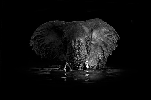 Elephant in the water at night. Black background