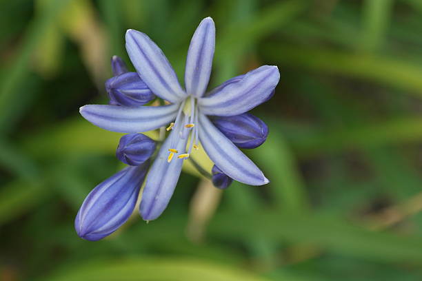 African ornamental lily (Agapanthus africanus) stock photo