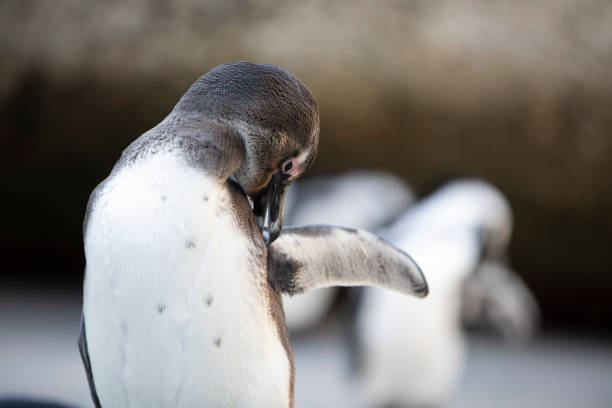 African Penguin grooming itself in South Africa on beach stock photo