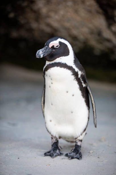 African Penguin in South Africa on beach stock photo