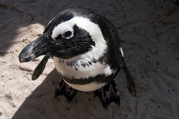 African Penguin stock photo