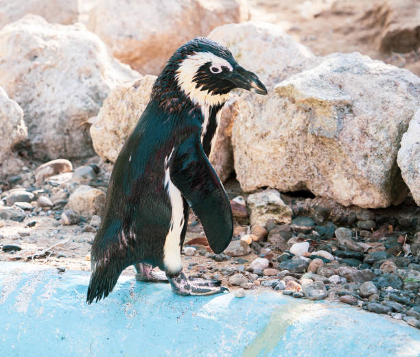 African penguin standing on the rock after swimming. African penguin (Spheniscus demersus) also known as the jackass penguin and black-footed penguin.  baby penguin stock pictures, royalty-free photos & images