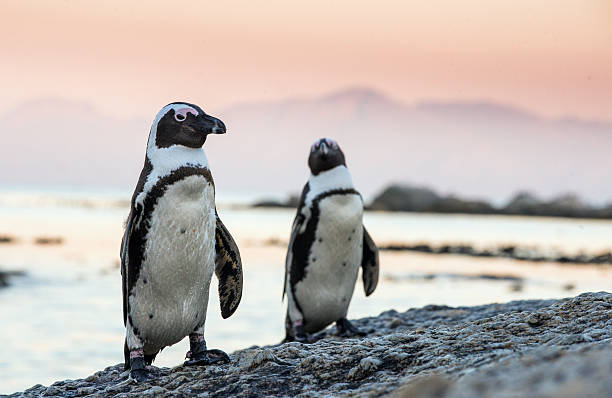 African penguins in evening twilight. stock photo