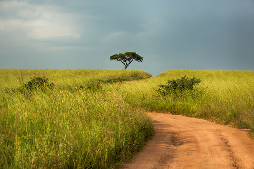African dirt road through the green grass savannah, Uganda.