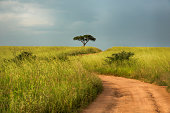 istock African road through the green savannah, Uganda 1308593780