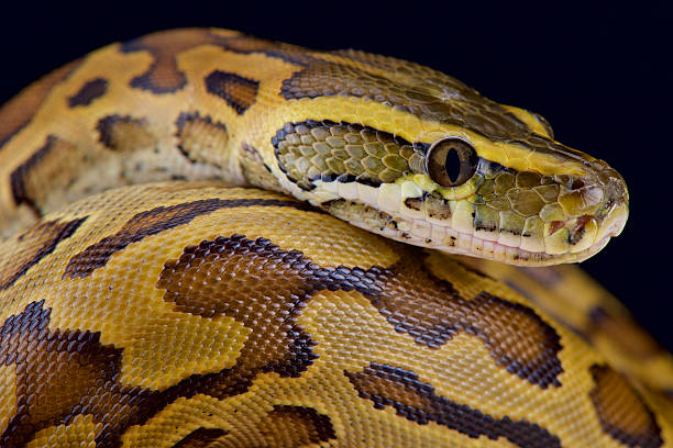 African rock python (Python sebae) stock photo