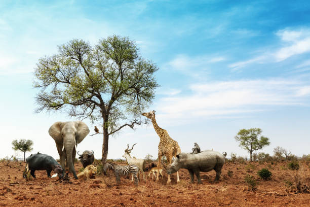 African Safari Animals Meeting Together Around Tree Conceptual image of common African safari wildlife animals meeting together around a tree in Kruger National Park safari animals stock pictures, royalty-free photos & images