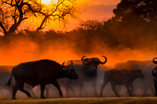 Buffalo herd startled by lions at sunset crossing a dusty road at speed. Central buffalo stops and stares at camera.