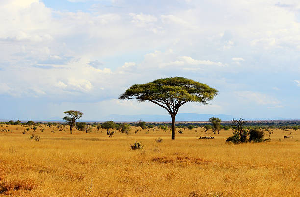 African savannah in Kenya African savannah landscape in Tsavo East National Park, Kenya acacia tree stock pictures, royalty-free photos & images
