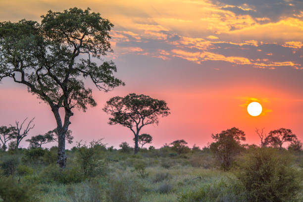 African sun  over Savanna plain African Savanna plain overview with trees bushes and grass at sunset in Kruger national park South Africa kruger national park stock pictures, royalty-free photos & images