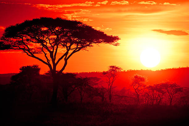 African Sunset stock photo