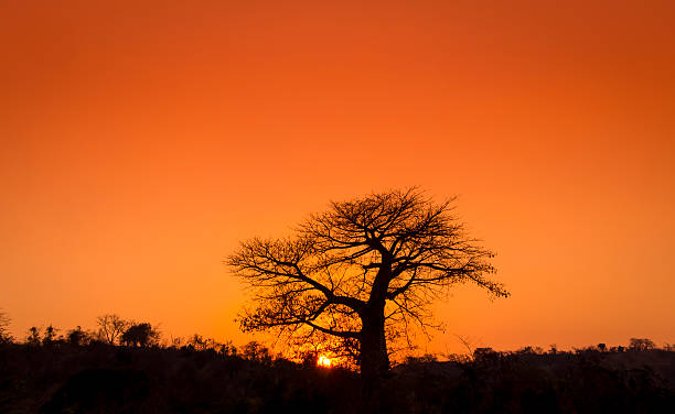 African Sunset stock photo