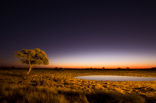 Classic African landscape of lone acacia tree and water hole at dusk – Etosha national park, Namibia