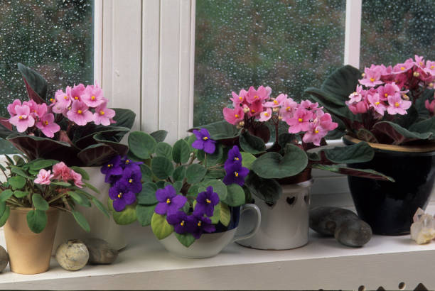 African Violet stock photo