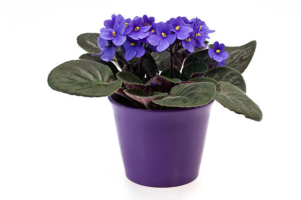 African Violet (Saintpaulia, Sępolia) African Violet african violet photos stock pictures, royalty-free photos & images