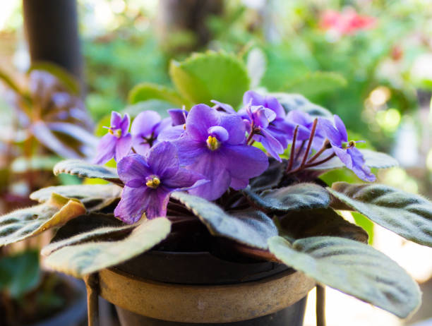 African violets (Saintpaulia), closeup of this beautifully colored purple flower. African violets (Saintpaulia), closeup of this beautifully colored purple flower. african violet photos stock pictures, royalty-free photos & images